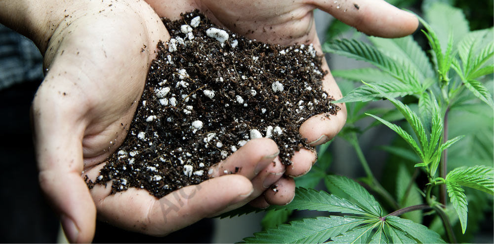 Substrates for marijuana plant