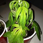 How Over Watering Affects Cannabis Plants | Symptoms & Solutions
