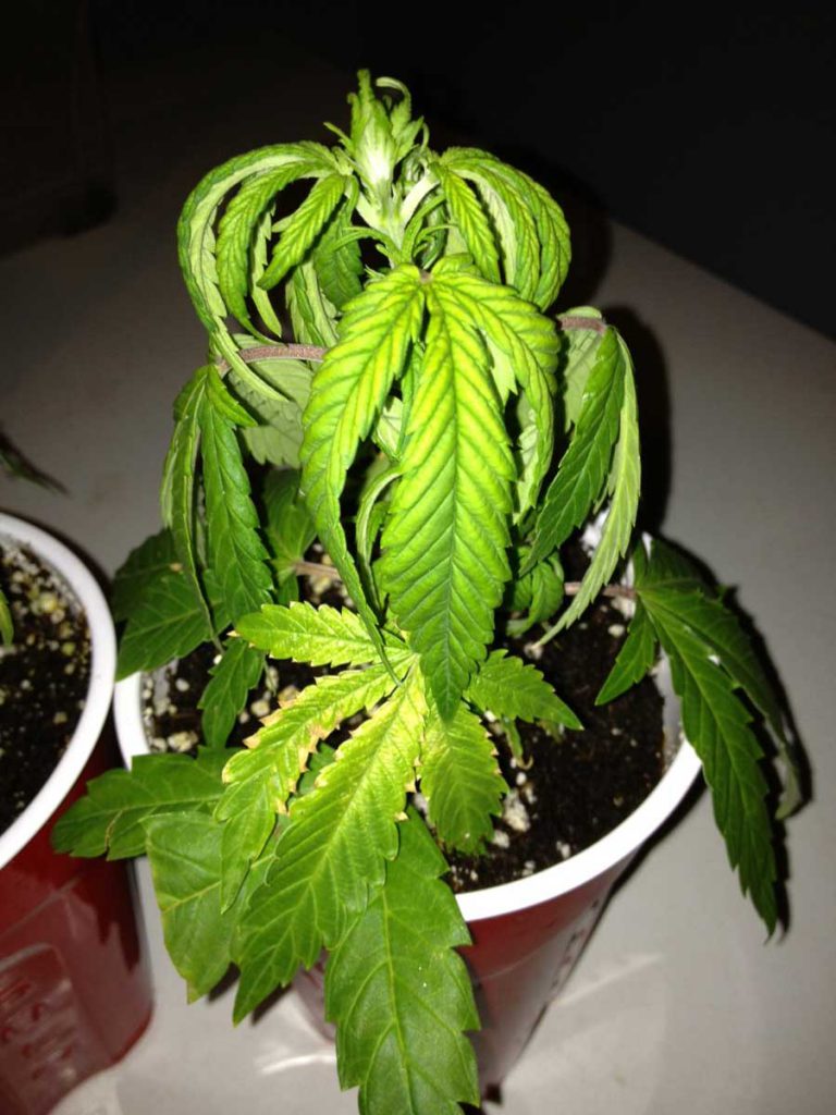 cannabis overwatering