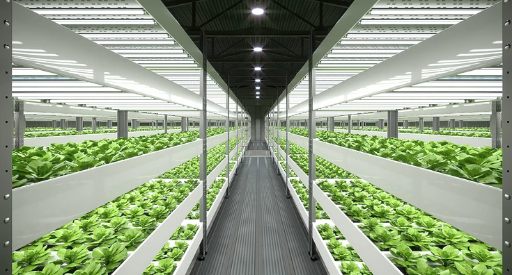 greenhouse grow lights