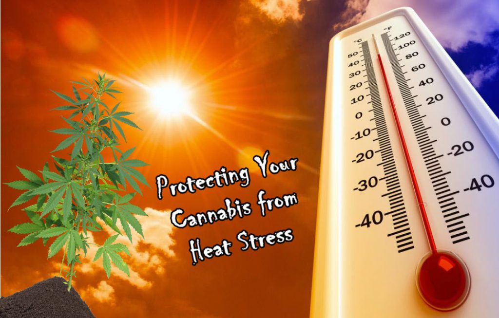 Cannabis Heat  STRESS 2