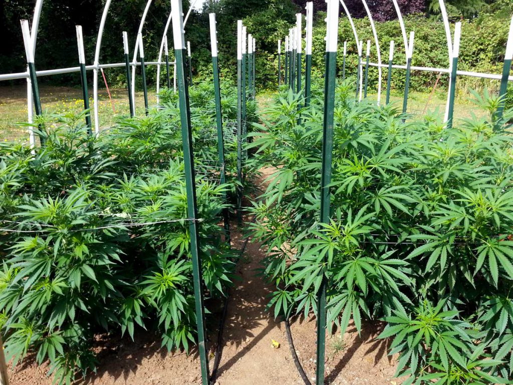 Outdoors cannabis Heat Stress