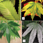 17 Common Cannabis Leaf Symptoms