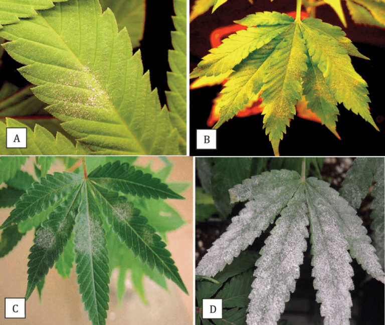 17 Common Cannabis Leaf Symptoms By Picture