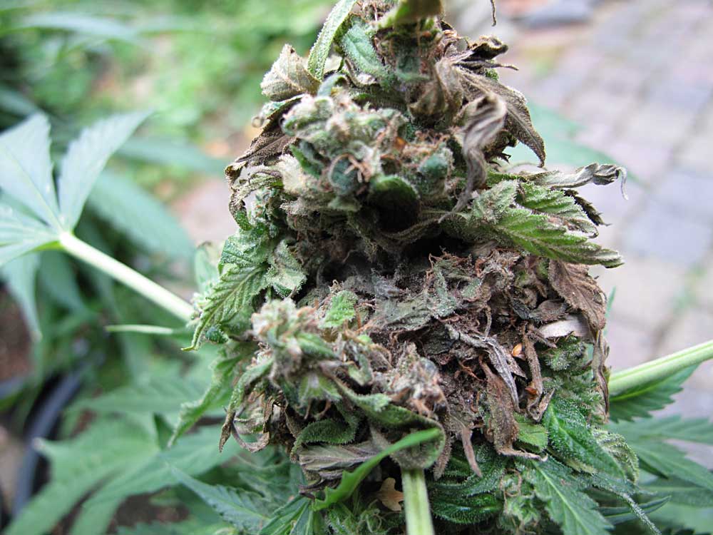 cannabis leaf symptoms Bud Rot