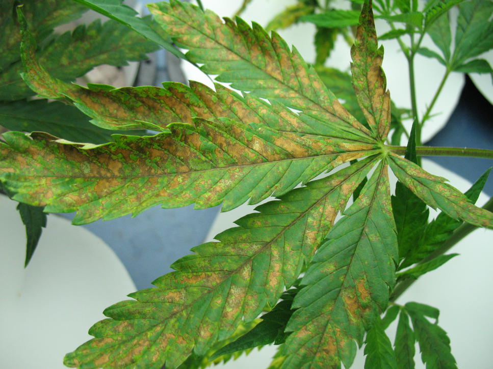cannabis leaf symptoms Calcium Deficiency