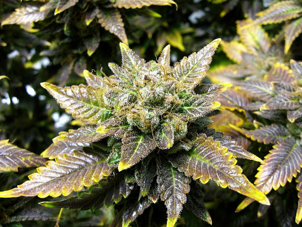 cannabis leaf symptoms Copper Deficiency