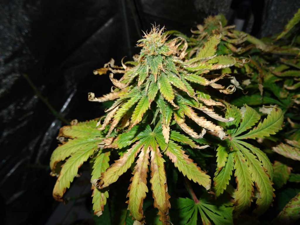cannabis leaf symptoms Heat Stress