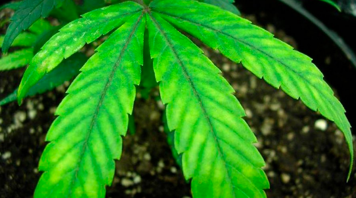 cannabis leaf symptoms Iron Deficiency