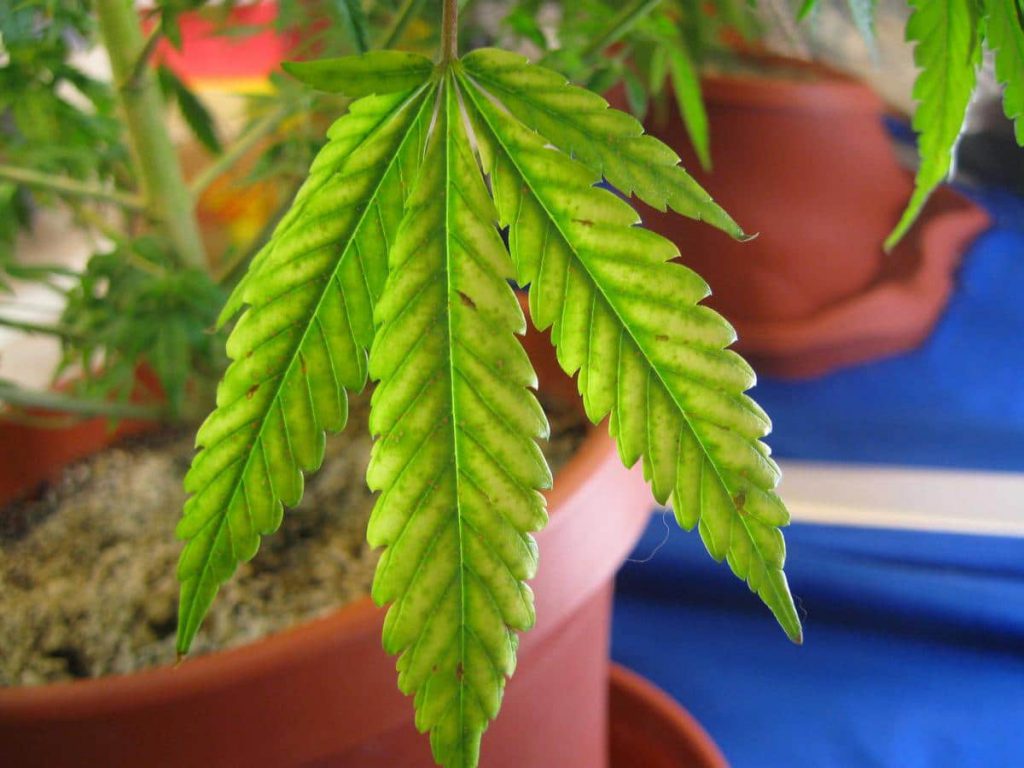 cannabis leaf symptoms Magnesium Deficiency