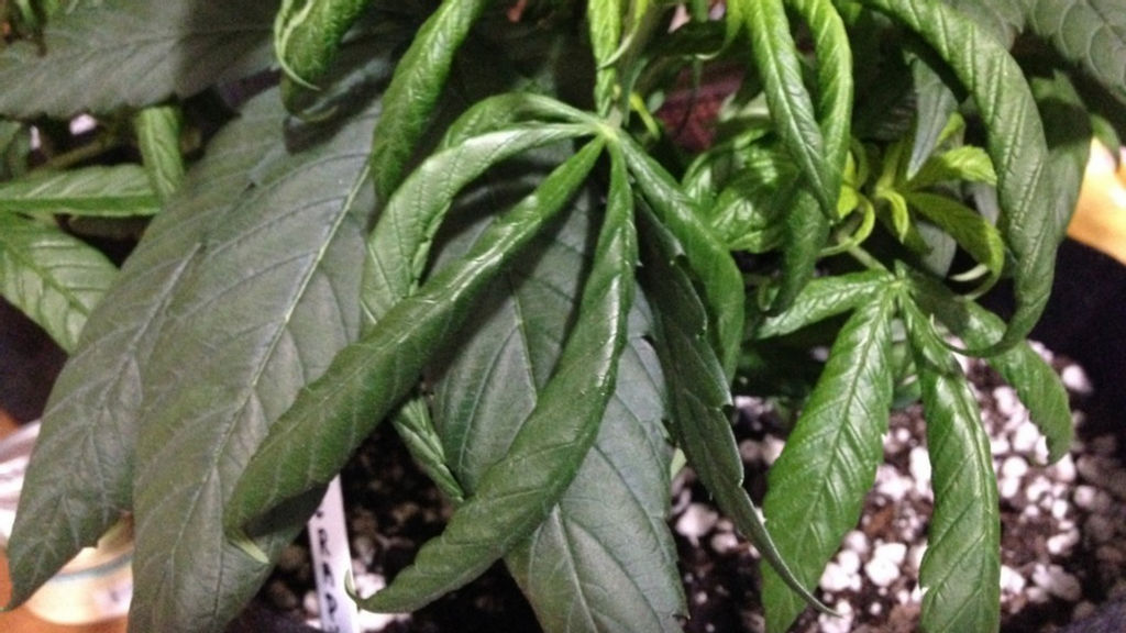 cannabis leaf symptoms Nitrogen Toxicity