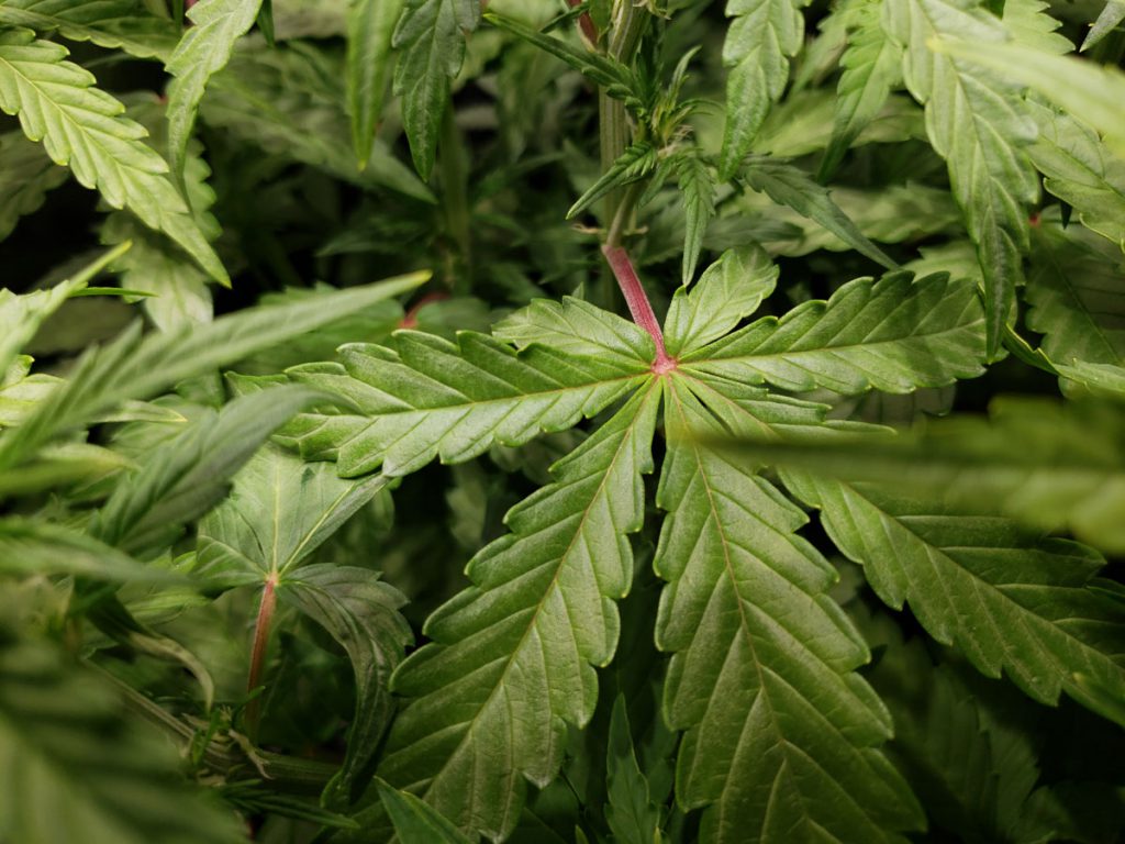 cannabis leaf symptoms Phosphorus Deficiency