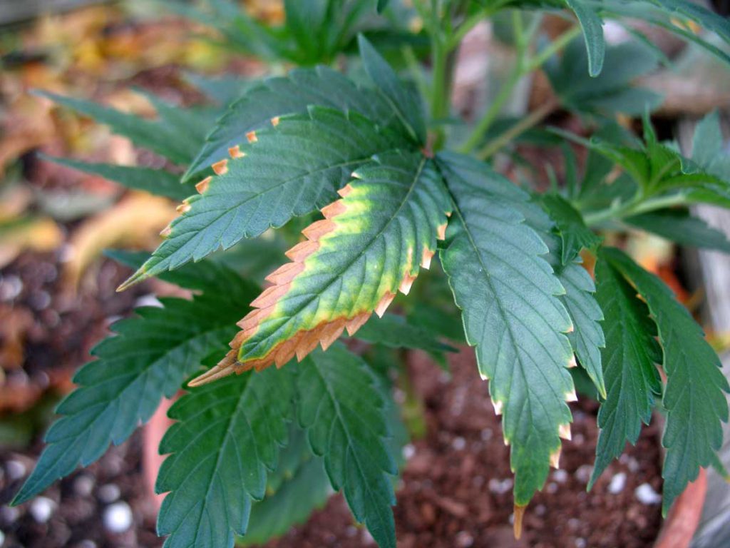 cannabis leaf symptoms Potassium Deficiency