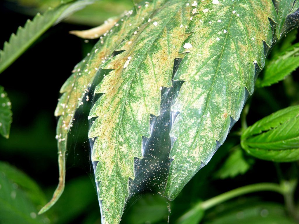 cannabis leaf symptoms Spider Mites