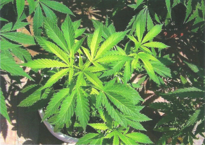 cannabis leaf symptoms Sulphur Deficiency