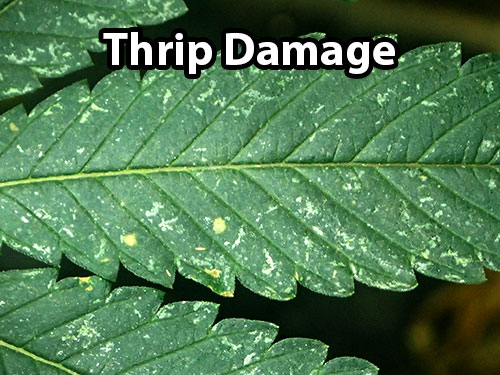 cannabis leaf symptoms Thrips