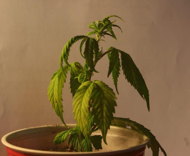 cannabis leaf symptoms Underwatering