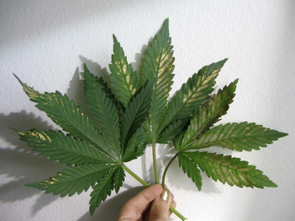cannabis leaf symptoms Wrong pH