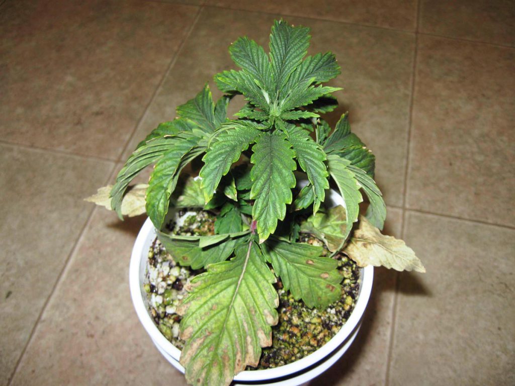 cannabis leaf symptoms overwatering
