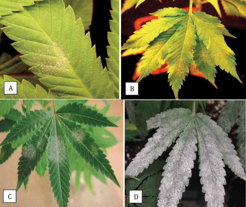cannabis leaf symptoms