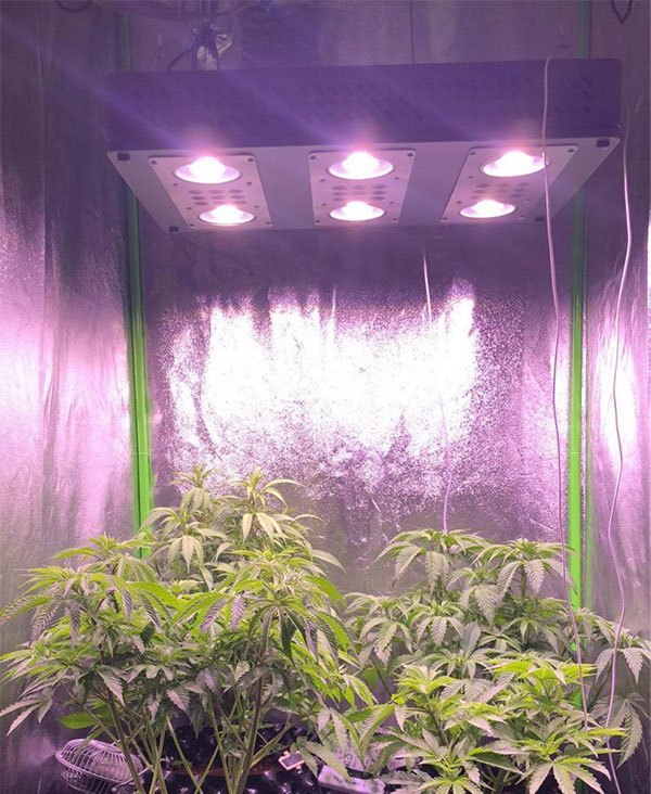 positioning of the led grow lights