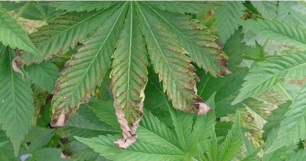 Causes of Nutrient Burn in Cannabis Plants