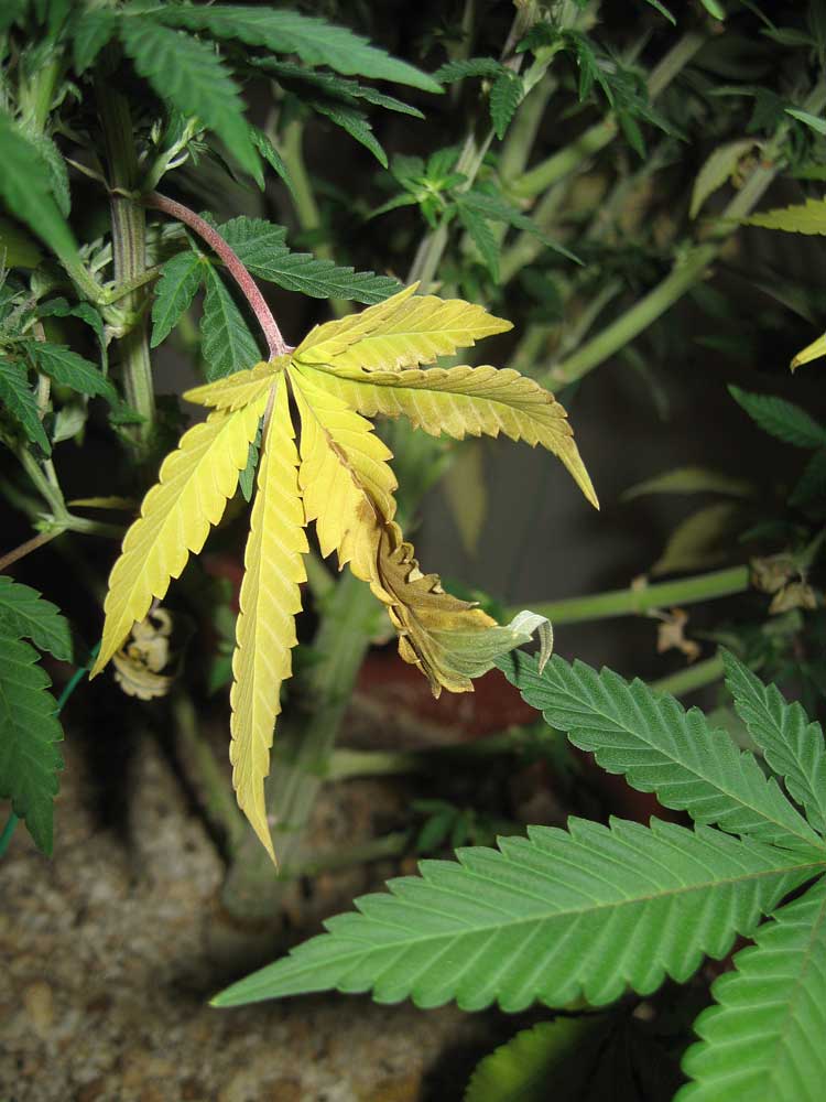 Fixing Nitrogen Deficiency in Marijuana Leaves