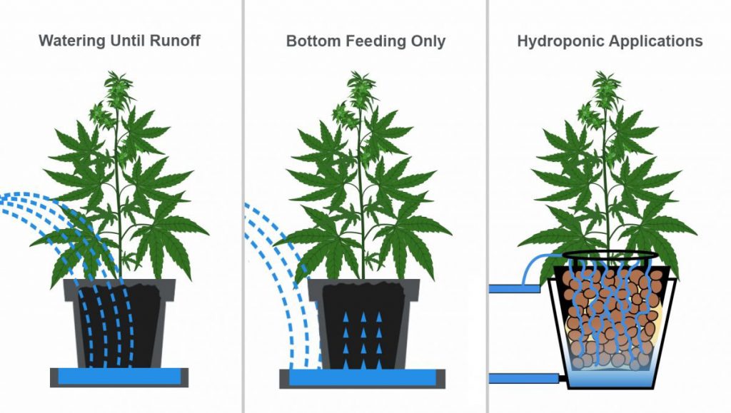 How Often Should I Water My Weed Plant