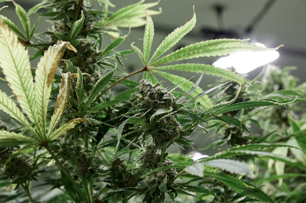 How to Treat Nutrient Burn in Marijuana Plants