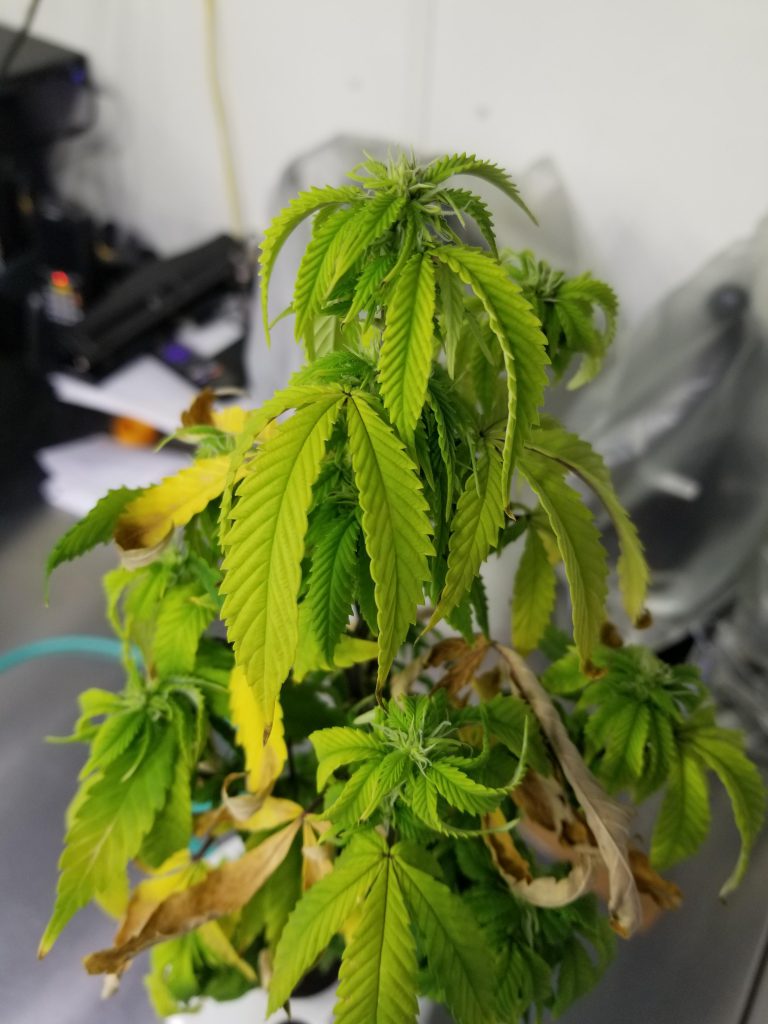 Nitrogen Deficiency in Cannabis Plants