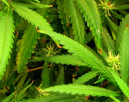 Почему сохнут кончики листьев у марихуаны семена конопли доставка москве