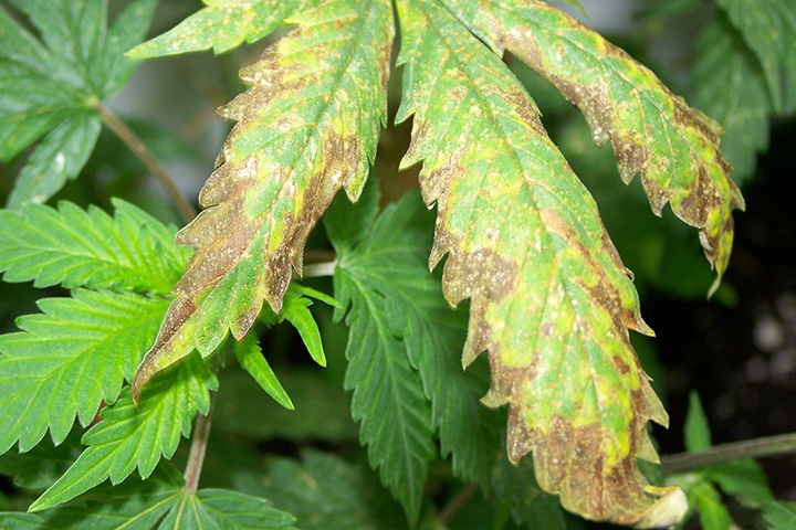 Nutrient Burn in Cannabis