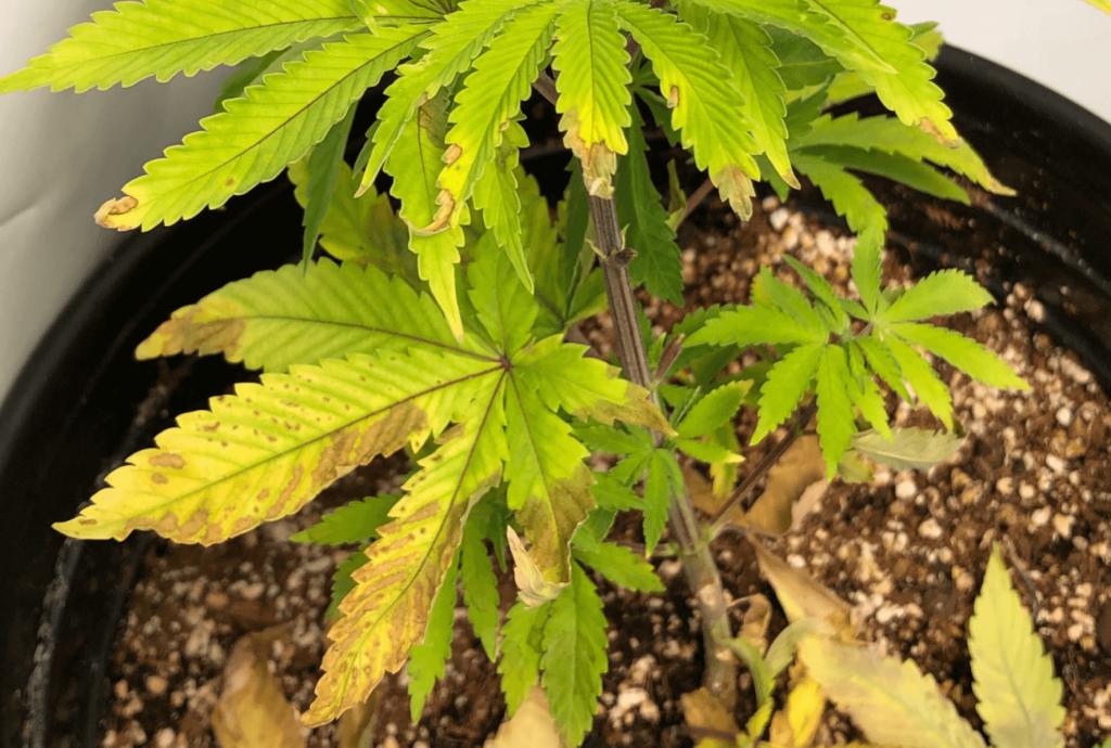 Cannabis Nitrogen Deficiency: How to Identify and Solve