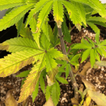 Nitrogen Deficiency in Marijuana Plants