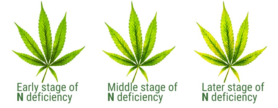 cannabis nitrogen deficiency 2