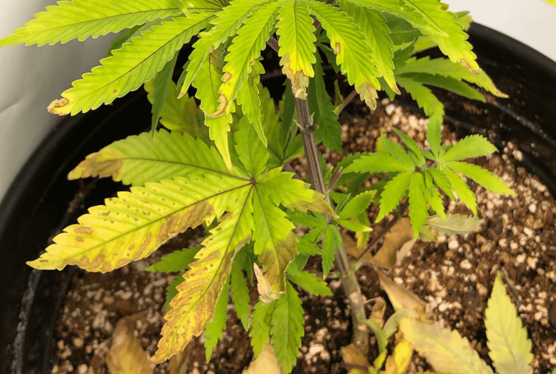 cannabis nitrogen deficiency