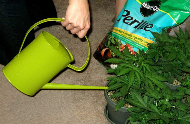 How Often Should I Water My Weed Plant Top 9 Tips