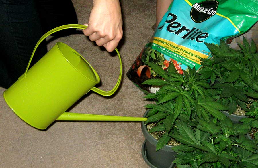 How Often Should I Water My Weed Plant 2