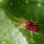 How to Prevent Spider Mites In Cannabis Plants