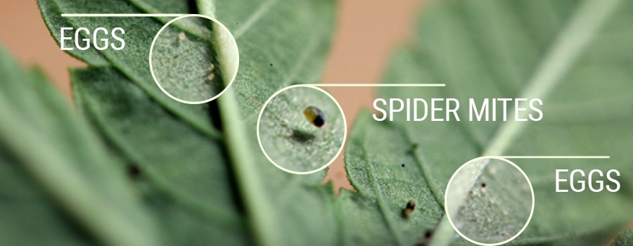 cannabis spider mites