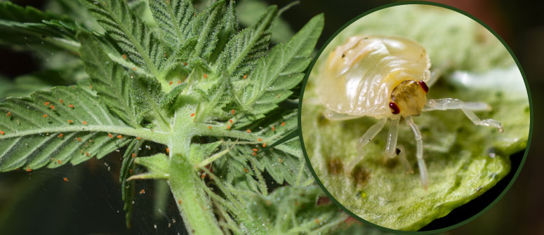 cannabis spider mites