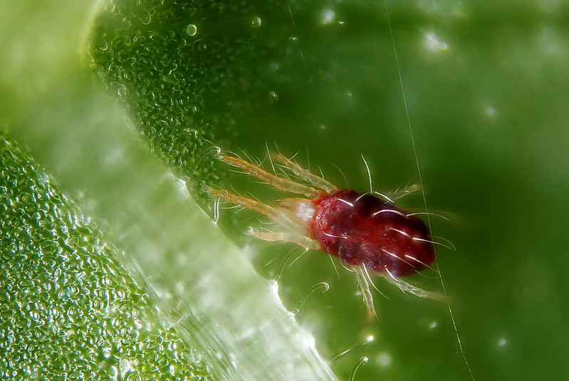 cannabis spider mites