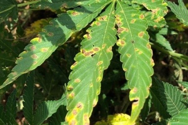 Brown Spots On Cannabis Leaves