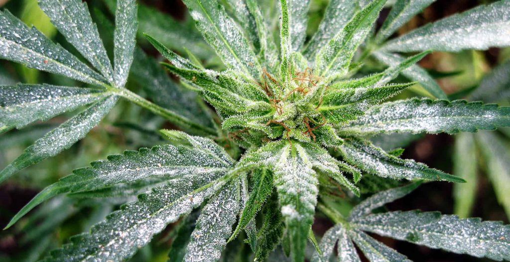 How To Get Rid Of Powdery Mildew During Flowering