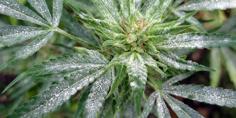 How To Get Rid Of Powdery Mildew During Flowering 2