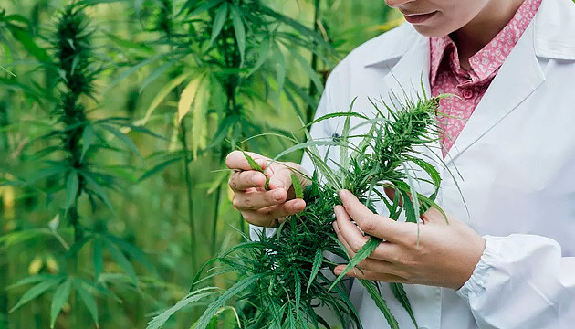 How to treat cannabis leaf septoria