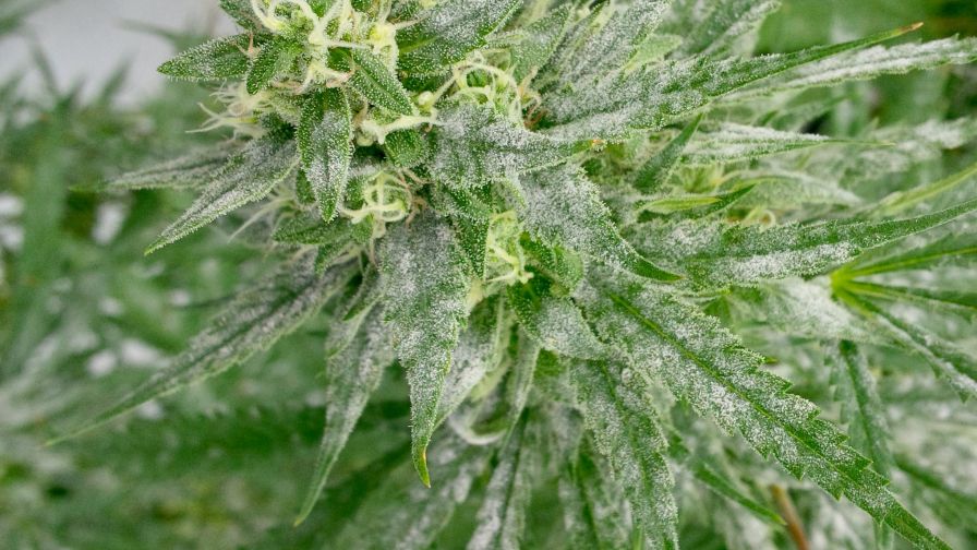 Signs of Powdery Mildew cannabis