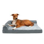 Best Memory Foam Dog Beds
