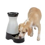 Best Water Bowl For Dogs