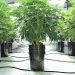 Marijuana plants growing indoors using hydroponics